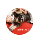Mシュナのみこし♂③（個別スタンプ：8）