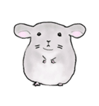 ゆるっと、我が家のチンチラさん。（個別スタンプ：11）