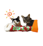 ツンデレ猫 みりんとぽんずの毎日（個別スタンプ：1）