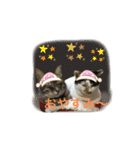 ツンデレ猫 みりんとぽんずの毎日（個別スタンプ：4）