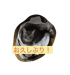 ツンデレ猫 みりんとぽんずの毎日（個別スタンプ：6）