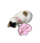 ツンデレ猫 みりんとぽんずの毎日（個別スタンプ：7）