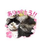ツンデレ猫 みりんとぽんずの毎日（個別スタンプ：8）