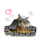ツンデレ猫 みりんとぽんずの毎日（個別スタンプ：15）