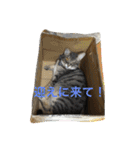 ツンデレ猫 みりんとぽんずの毎日（個別スタンプ：17）