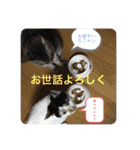 ツンデレ猫 みりんとぽんずの毎日（個別スタンプ：19）