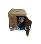 ツンデレ猫 みりんとぽんずの毎日（個別スタンプ：21）