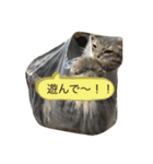 ツンデレ猫 みりんとぽんずの毎日（個別スタンプ：24）