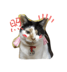 ツンデレ猫 みりんとぽんずの毎日（個別スタンプ：27）