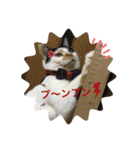 ツンデレ猫 みりんとぽんずの毎日（個別スタンプ：30）