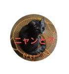 ツンデレ猫 みりんとぽんずの毎日（個別スタンプ：34）