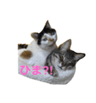 ツンデレ猫 みりんとぽんずの毎日（個別スタンプ：39）