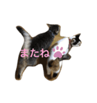 ツンデレ猫 みりんとぽんずの毎日（個別スタンプ：40）