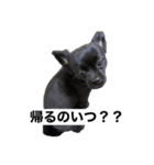 オルショビーン（個別スタンプ：1）