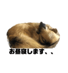 オルショビーン（個別スタンプ：6）