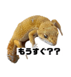 オルショビーン（個別スタンプ：7）
