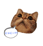 ぱるるんの常用スタンプ（個別スタンプ：1）