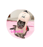 猫のちっちのスタンプ（個別スタンプ：4）