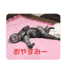 猫のちっちのスタンプ（個別スタンプ：6）