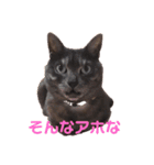 猫のちっちのスタンプ（個別スタンプ：7）