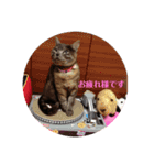 猫のちっちのスタンプ（個別スタンプ：8）