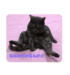 猫のちっちのスタンプ（個別スタンプ：10）