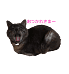 猫のちっちのスタンプ（個別スタンプ：11）