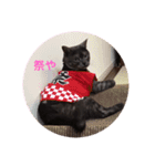 猫のちっちのスタンプ（個別スタンプ：12）