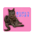 猫のちっちのスタンプ（個別スタンプ：13）