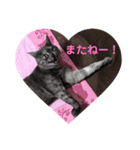 猫のちっちのスタンプ（個別スタンプ：14）