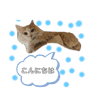 かなめくんなのだ（個別スタンプ：1）