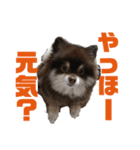 ぽめたぬき_3（個別スタンプ：1）