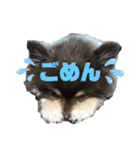 ぽめたぬき_3（個別スタンプ：2）