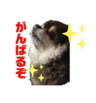 ぽめたぬき_3（個別スタンプ：9）
