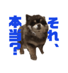 ぽめたぬき_3（個別スタンプ：10）