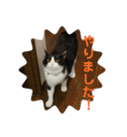 シーくん5（個別スタンプ：8）