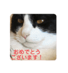 シーくん5（個別スタンプ：9）