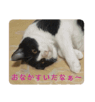 シーくん5（個別スタンプ：11）