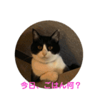 シーくん5（個別スタンプ：13）