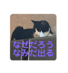 シーくん5（個別スタンプ：18）