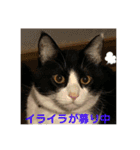 シーくん5（個別スタンプ：20）