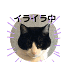 シーくん5（個別スタンプ：21）