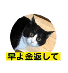 シーくん5（個別スタンプ：22）