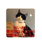 シーくん5（個別スタンプ：23）