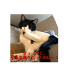 シーくん5（個別スタンプ：26）