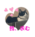 シーくん5（個別スタンプ：29）