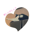シーくん5（個別スタンプ：30）