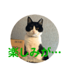 シーくん5（個別スタンプ：31）