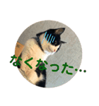 シーくん5（個別スタンプ：32）