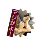 シーくん5（個別スタンプ：36）